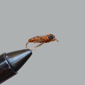 dragonfly nymph (brown)