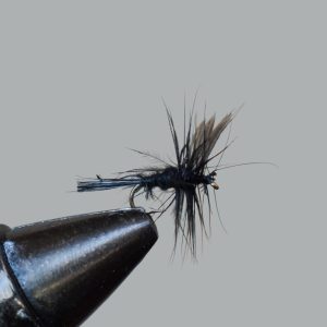 black gnat