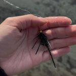 Mejores moscas para el río Cochrane Mejores moscas para el río Cochrane