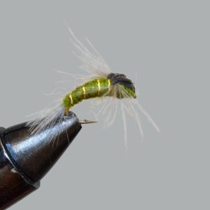 cdc emerger olive